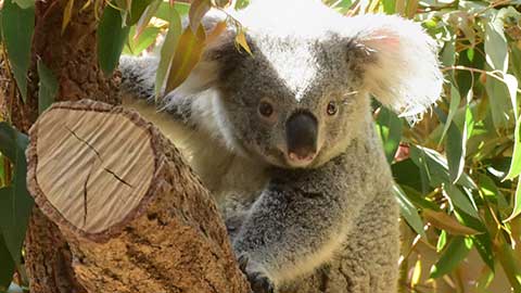 かわいいコアラとイケメンゴリラに癒されたい！名古屋・東山動植物園をご紹介