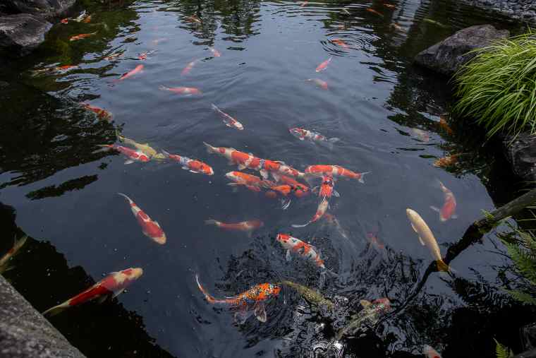 好古園の池