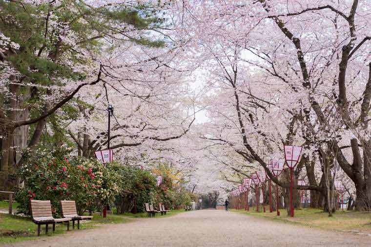 弘前公園 桜