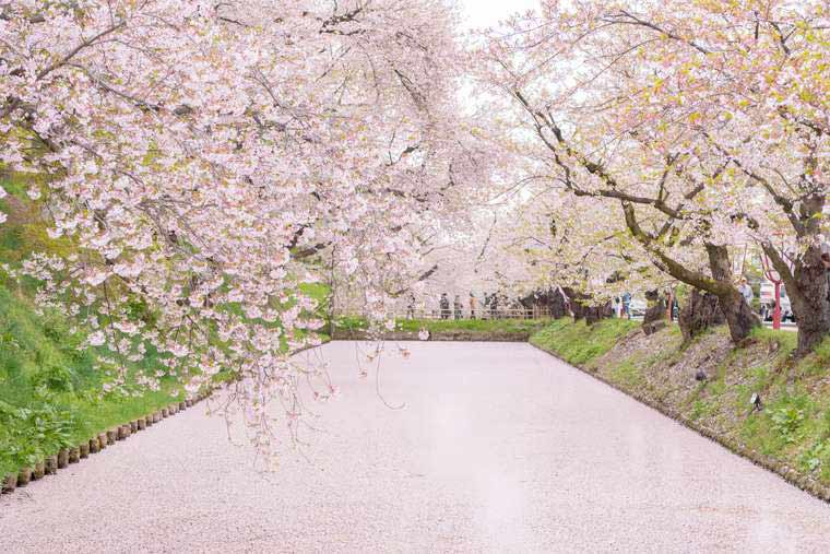 弘前公園 花筏 さくらまつり