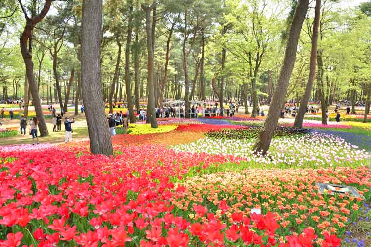 19年ひたち海浜公園のネモフィラgw必勝法 楽天トラベル