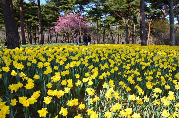 19年ひたち海浜公園のネモフィラgw必勝法 楽天トラベル