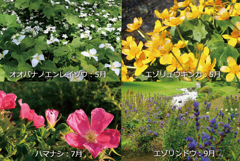 六花の森で見られる花