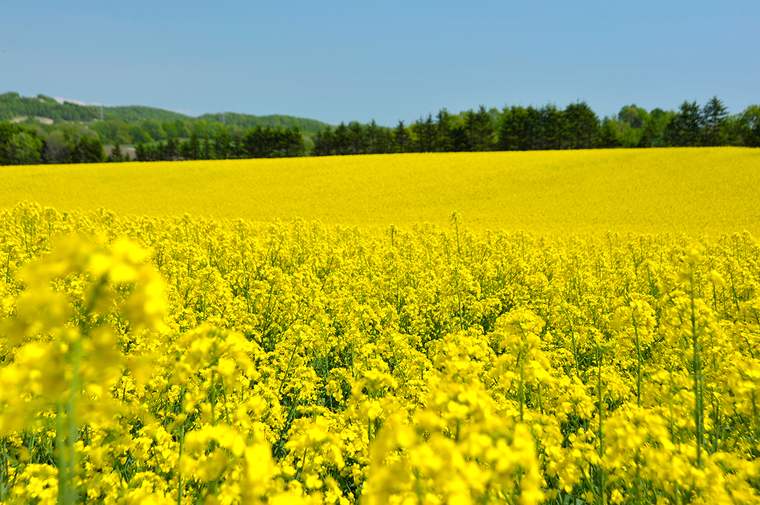 安平町 菜の花畑
