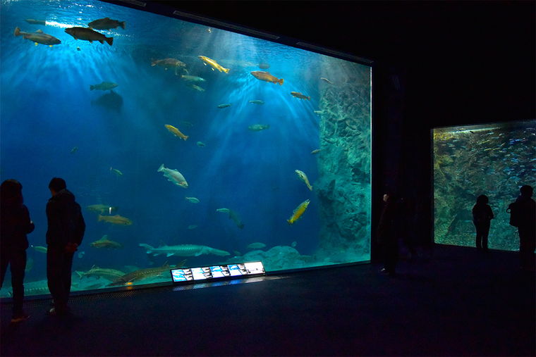 道の駅サーモンパーク千歳 サケのふるさと千歳水族館