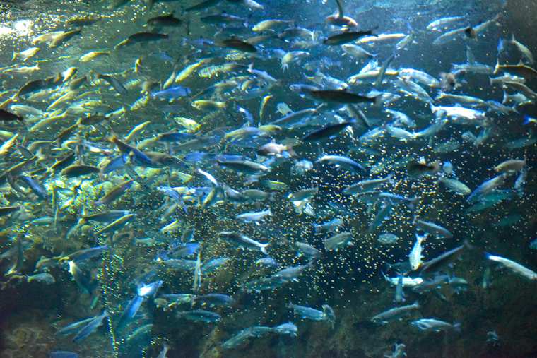道の駅サーモンパーク千歳 サケのふるさと千歳水族館