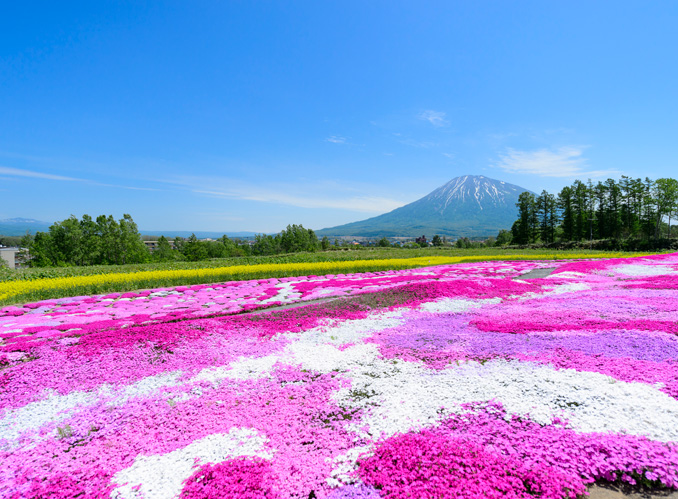 芝桜