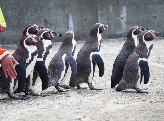 おたる水族館