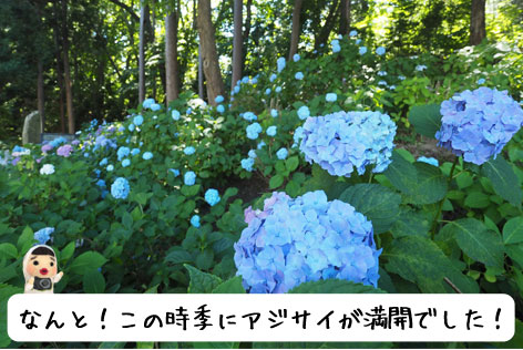 円山公園内