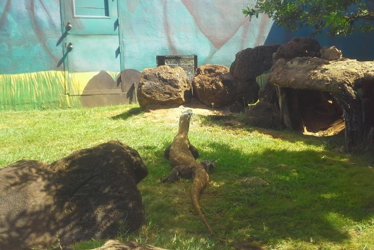 ホノルル動物園のコモドドラゴン