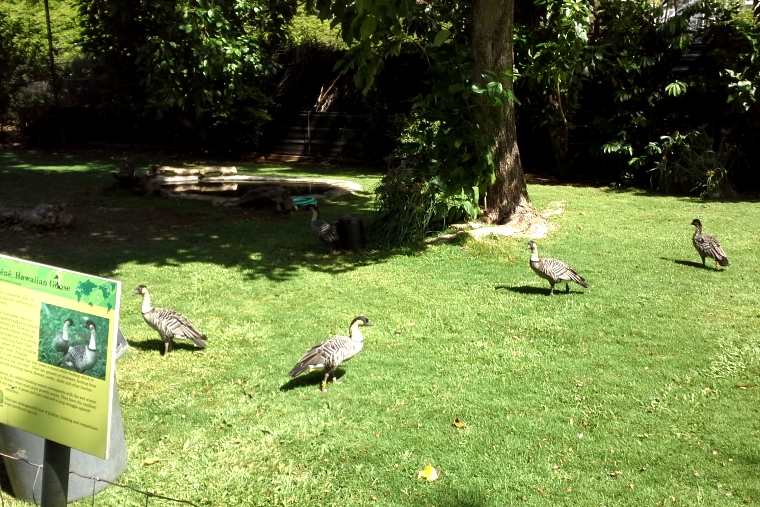 ハワイ州の州鳥にもなっている「ネネ」