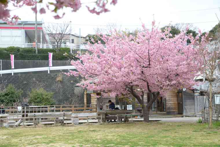 雛の足湯
