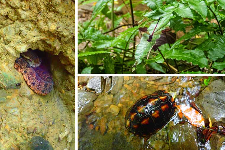 西表島 トレッキング体験 レアな生き物もたくさん
