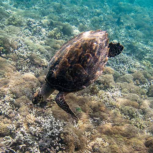西表島 バラス島シュノーケリング