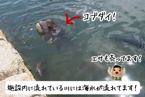コブダイ