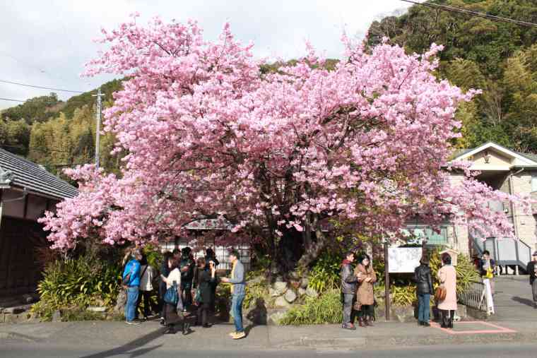 河津桜の原木