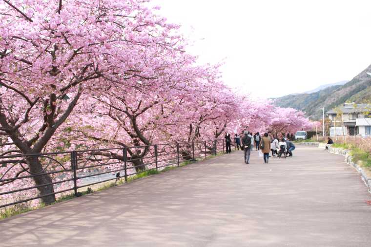 峰温泉から踊り子温泉会館の桜並木