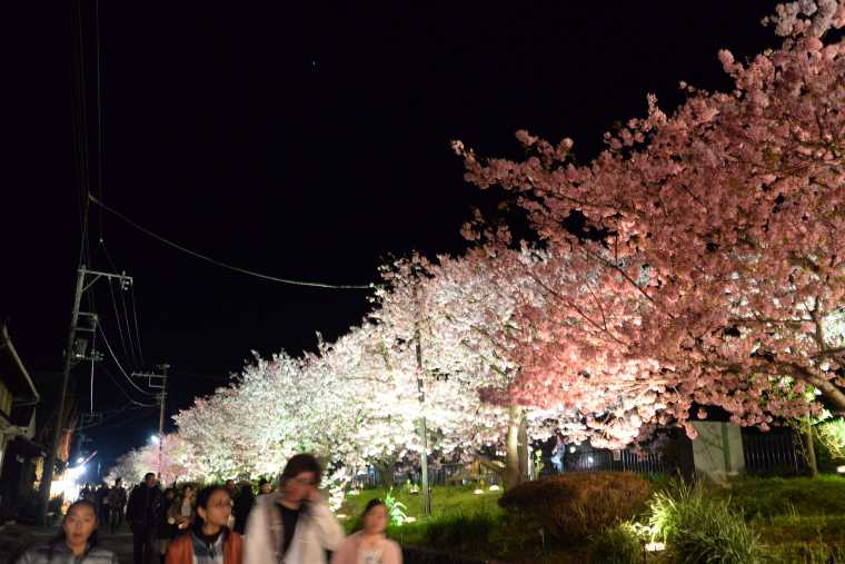 夜桜のライトアップ