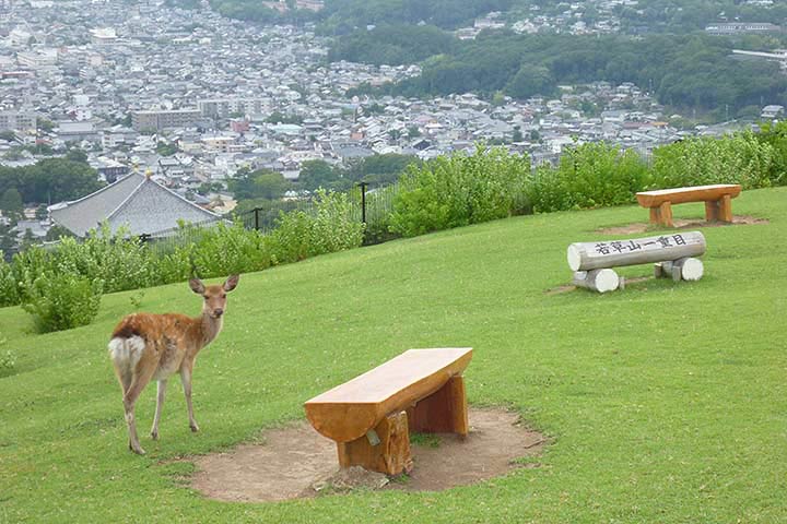 奈良の街並みを見渡す若草山 写真出典/今日の奈良公園