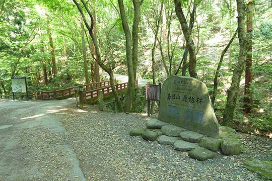 世界遺産の一部「春日山原始林」 写真出典/今日の奈良公園