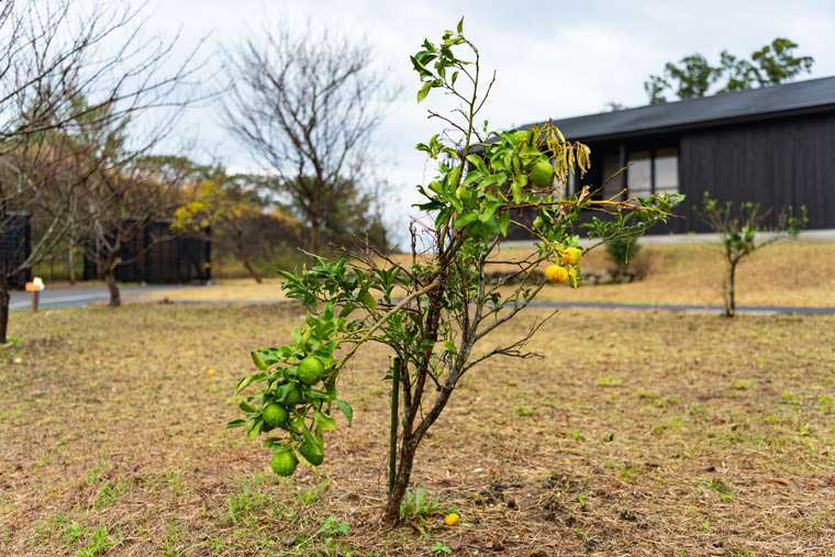 熊野古道 熊野倶楽部 熊野特産「みかん」の樹