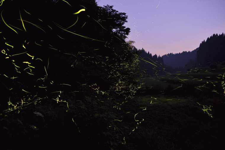 黒川温泉 「ホタルが棲む夜の里山見学」