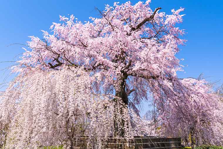 円山公園 枝垂れ桜