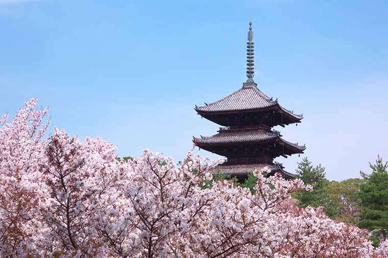 仁和寺 御室桜