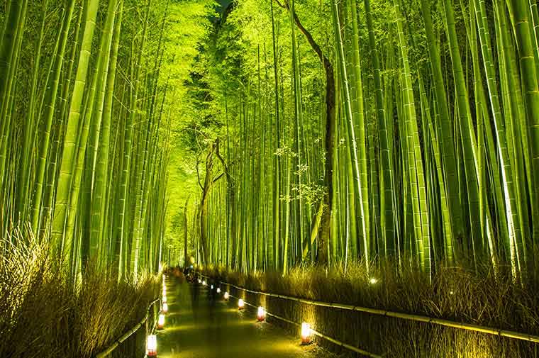 嵐山 竹林の小径