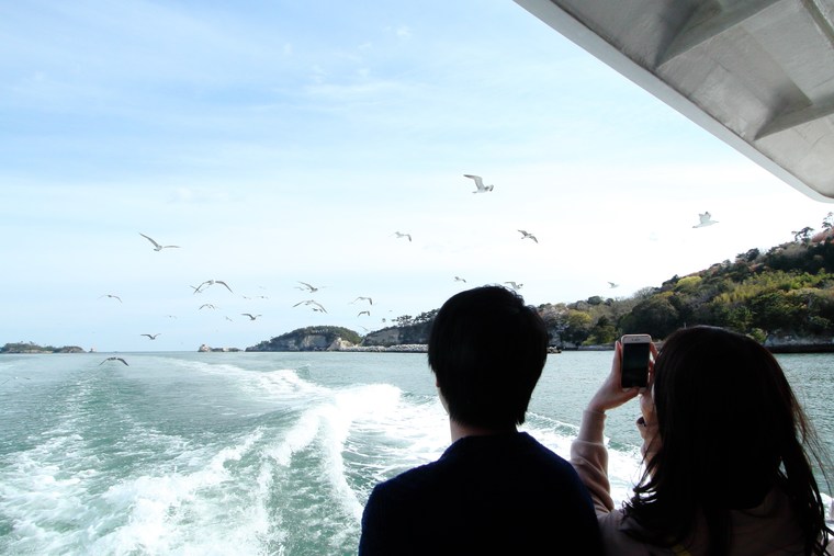 松島 ウミネコ