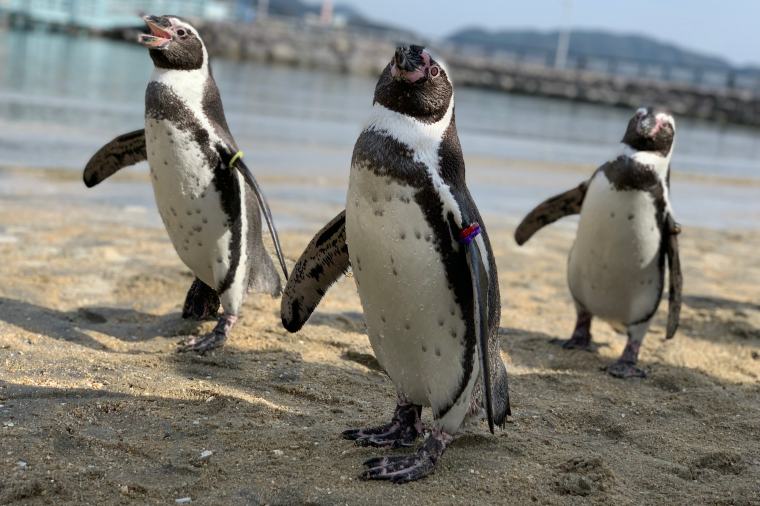 長崎ペンギン水族館で約170羽ものペンギンと親子で触れ合おう 楽天トラベル
