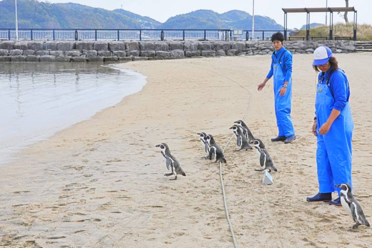 ペンギンのお散歩タイム