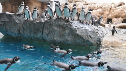 長崎ペンギン水族館で約180羽ものペンギンと親子で触れ合おう！