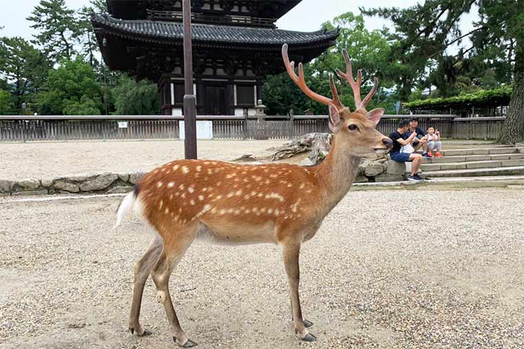 おすすめ奈良公園周遊コース かわいい鹿たちやおいしいグルメに癒される 楽天トラベル