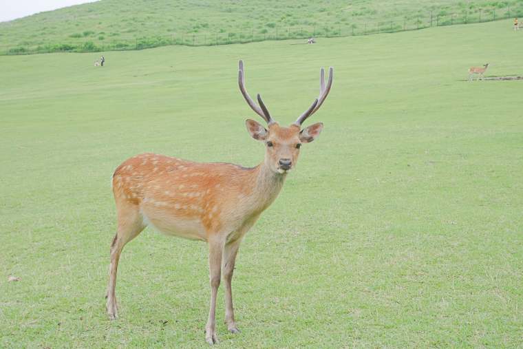 若草山の鹿