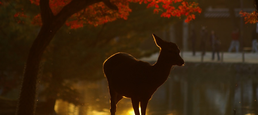 敷地内で出会える!野生動物バスツアー