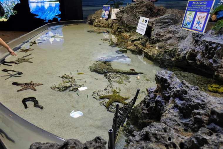 沖縄美ら海水族館 サンゴ礁への旅