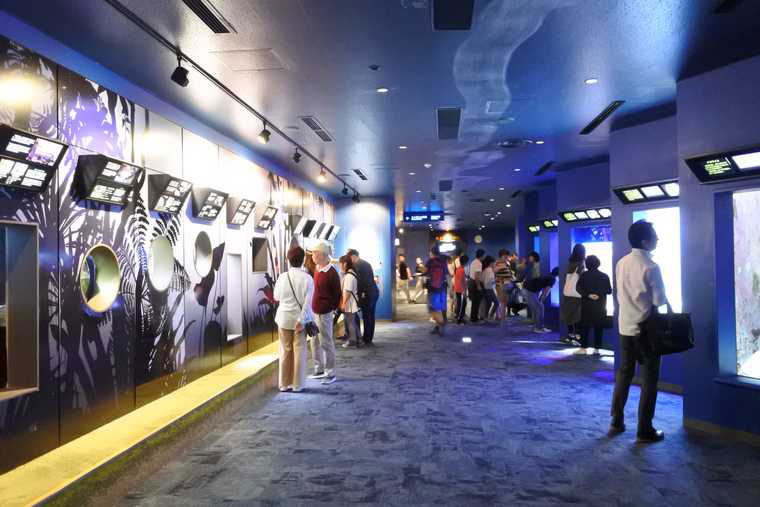 沖縄美ら海水族館 サンゴ礁への旅