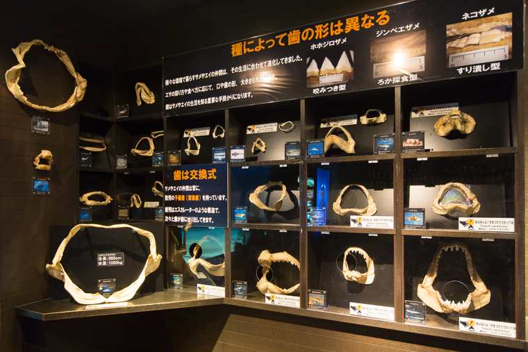 沖縄美ら海水族館 サンゴ礁への旅