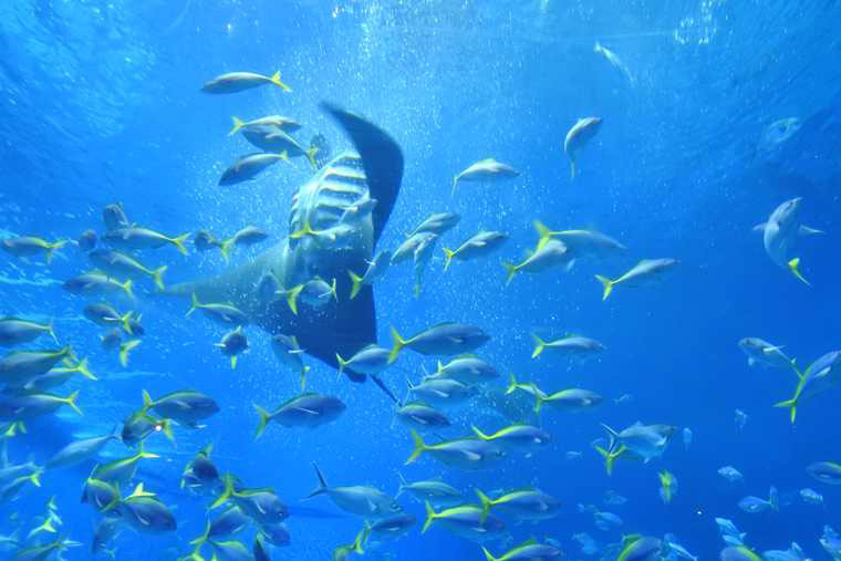 沖縄美ら海水族館 黒潮の海