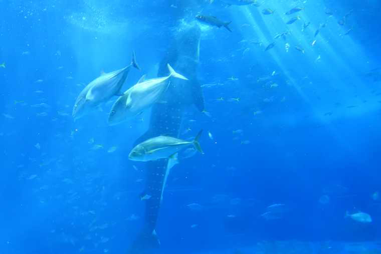 沖縄美ら海水族館 黒潮の海