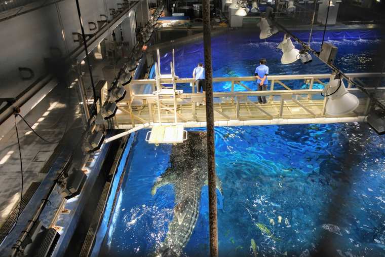 沖縄美ら海水族館 黒潮の海