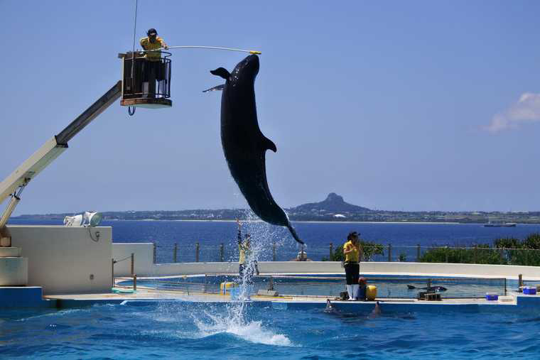 海洋博公園 オキちゃん劇場