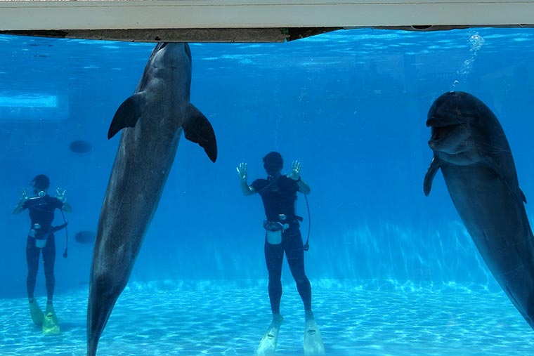海洋博公園 オキちゃん劇場