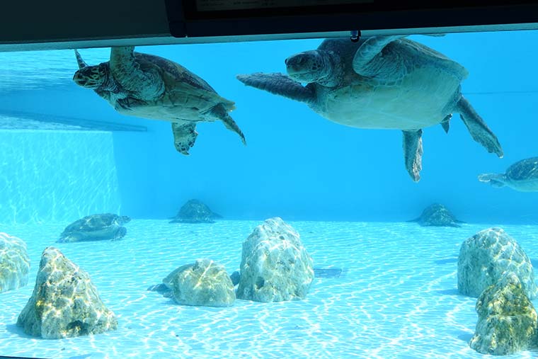 海洋博公園 ウミガメ館
