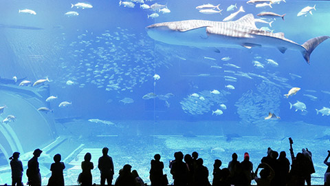 沖縄観光の定番！沖縄美ら海水族館徹底ナビ