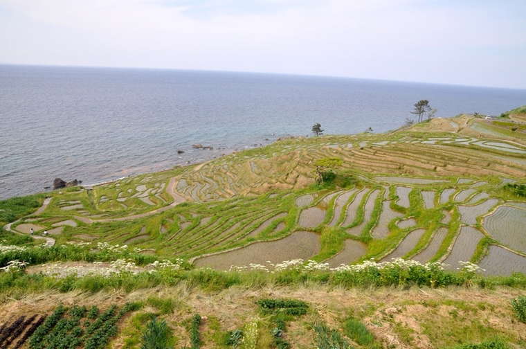 奥能登絶景海道 白米千枚田