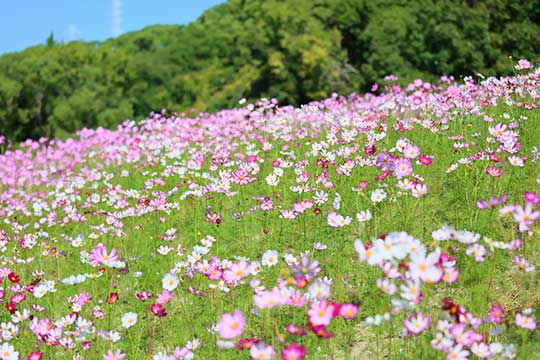 万博記念公園