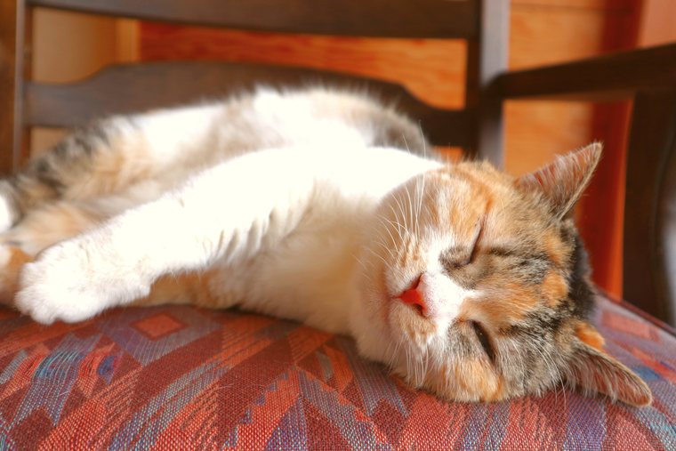 猿ヶ京温泉 料理旅館樋口 看板猫 こごめ