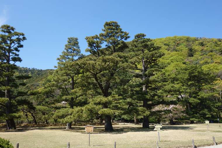 栗林公園のお手植え松